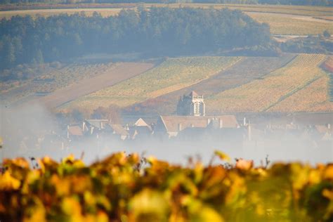 La vigne à Saint Bris Mairie de Saint Bris le Vineux