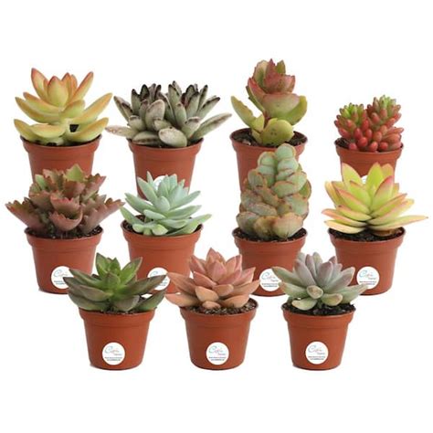 Costa Farms Mini Unique Indoor Succulent Plants In 2 In Round Grower Pot Avg Shipping Height