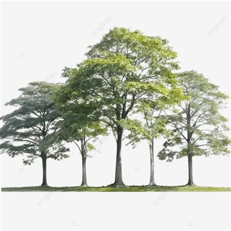 Isolated Trees On White Background Trees Group Of Trees Isolated