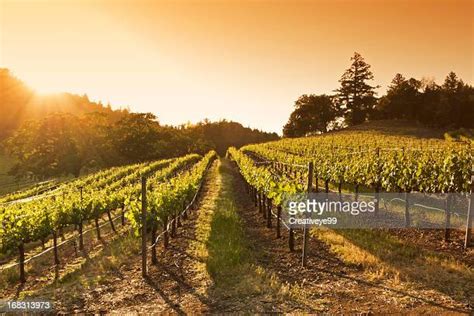 146 Napa Vineyard Sunset Stock Photos High Res Pictures And Images