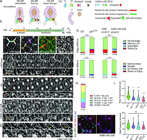 Sdk Controls Epithelial Remodeling And Fluctuations Of Cell Contact