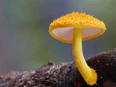 kepelbagaian menarik gambar cendawan  kulat oleh steve axford