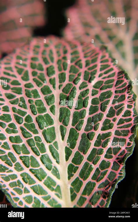 Beautiful Colorful Pink And Green Fittonia Mosaic Plant Nerve Plant