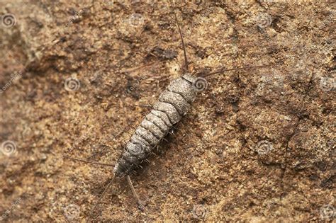 Long Tailed Silverfish Ctenolepisma Longicaudatum At Satara