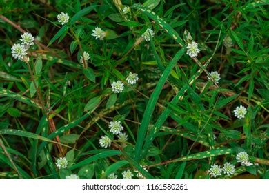 Colletia Cruciform Cruciata Gillies Hook Botanical Stock Photo