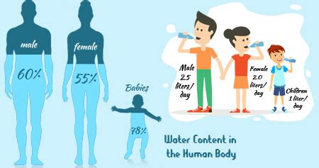 Total Body Water Percentage