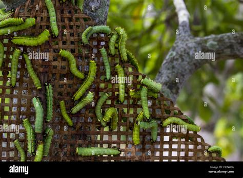 Muga Silkworms Released On A Som Tree Machilus Bombycina In The