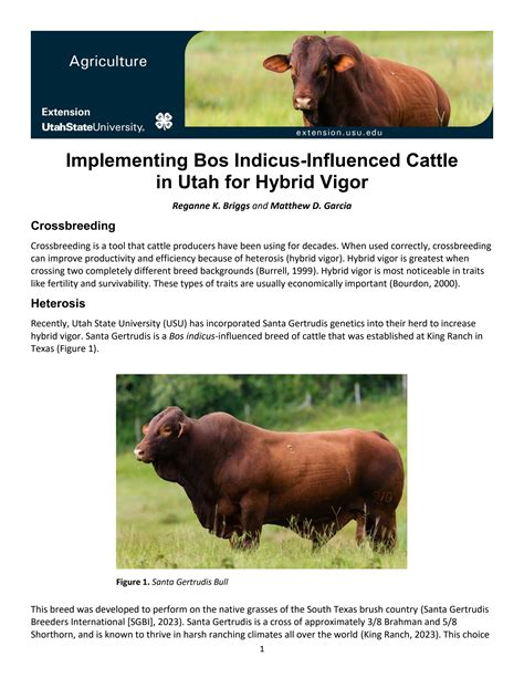 Implementing Bos Indicus Influenced Cattle In Utah For Hybrid Vigor By