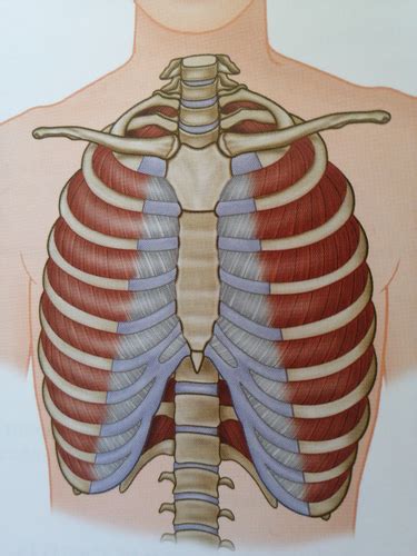 Muscles Of Thorax Flashcards Quizlet