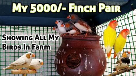 Birds In My Bird Farm Single Pair Finch 5000 Rs Farm Tour