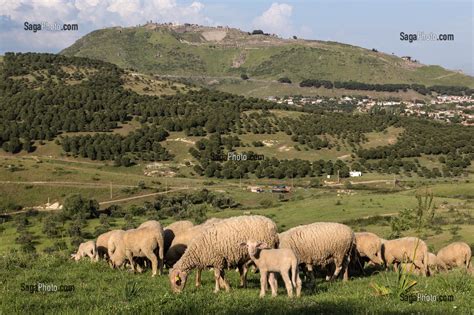 Photo De TROUPEAU DE MOUTONS DANS LES PATURAGES SOUS L ACROPOLE DE