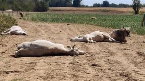 Raid In Un Istituto Agrario Mucche Macellate E Mura Imbrattate Di