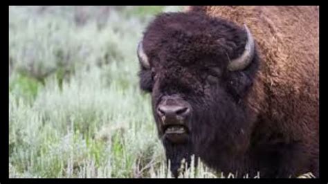 Les Bisons Du Parc National De Yellowstone Etats Unis Youtube