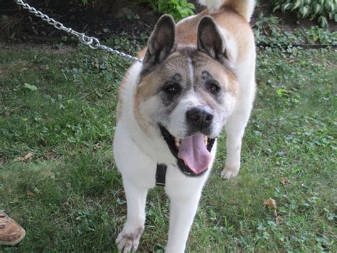 Teddy Mars Orphan Midwest Akita Rescue Society