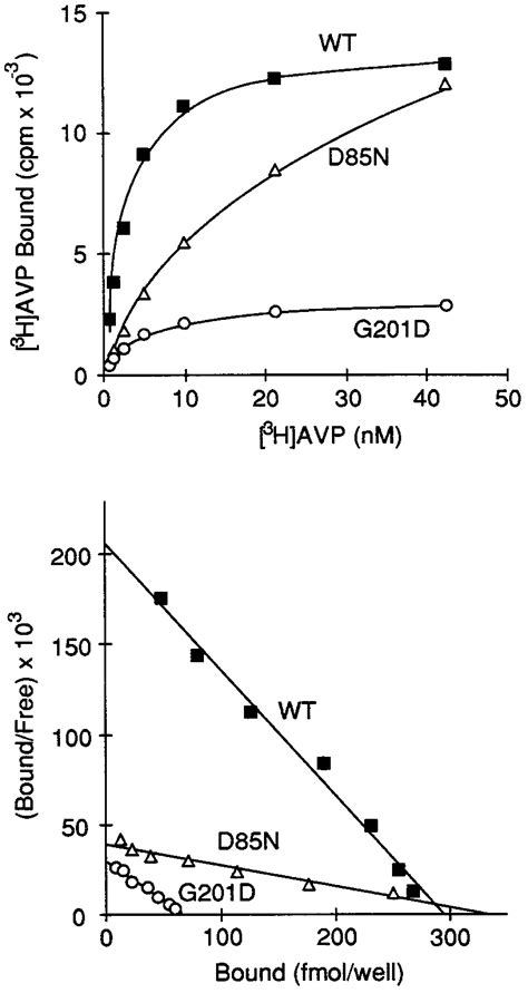 Saturation Binding Assays For Wild Type And Mutant V2rs Intact Cell Download Scientific Diagram