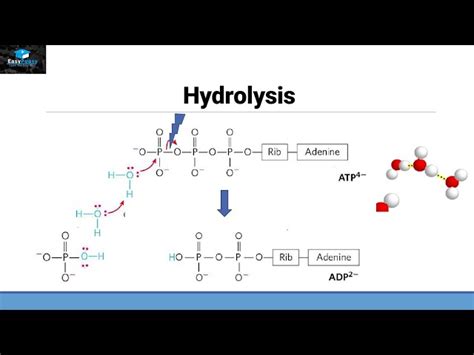 Hydrolysis Of Atp