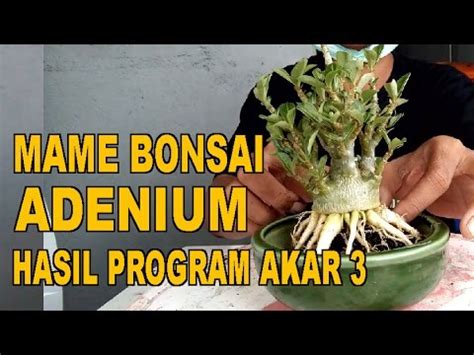 Membuat Mame Bonsai Adenium Hasil Program Akar Youtube