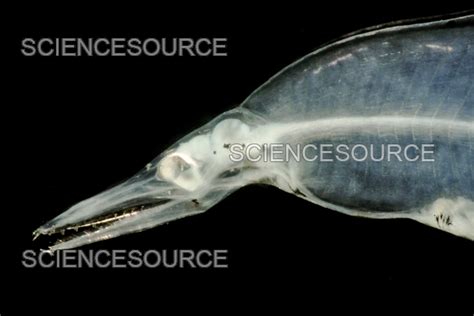 photograph eel larva  leptocephalus science source images