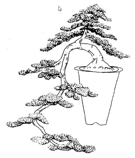 Mewarnai Gambar Sketsa Pohon Bonsai Terbaru - KataUcap