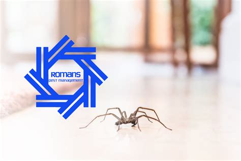 Common House Spider Species and Prevention Tips