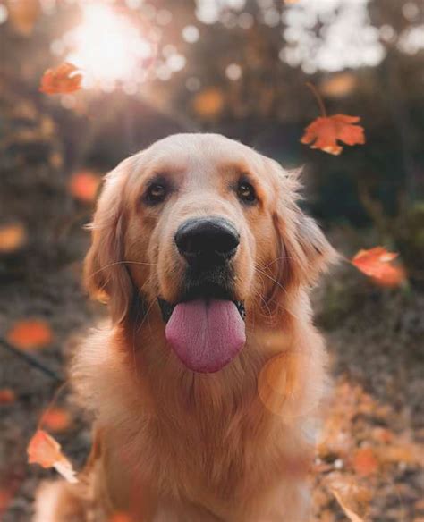 Qué significa que tu perro te lama con frecuencia