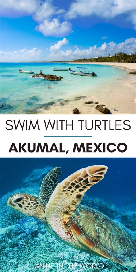 Swim With Turtles In Akumal Mexico The Ultimate Guide Mexico Travel