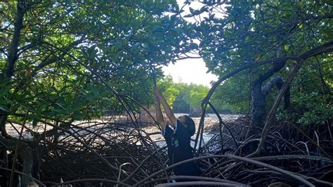 Mahasiswa Magang Mengamati Propagul Mangrove Tn Komodo Ditjen