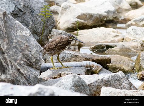 striated heron butorides striata singapore stock photo alamy