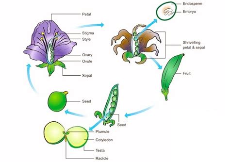 Angiosperms Characteristics Classification And Reproductive Biology