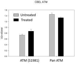 Human Phospho Atm Ser And Total Atm Cell Based Elisa Kit Raybiotech