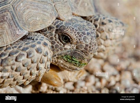 Mojave desert tortoise (Gopherus agassizii) in its natural habitat ...