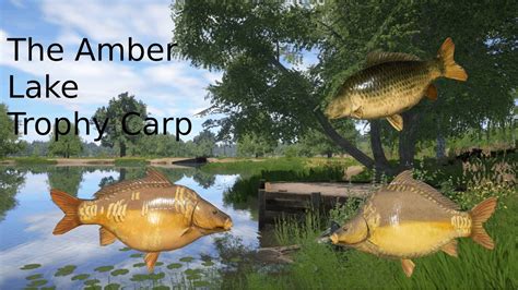 Russian Fishing 4 RF4 The Amber Lake Trophy Carp YouTube