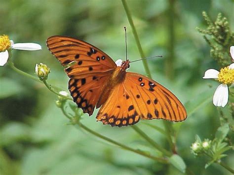 » Butterfly Gardening with Florida Native Plants