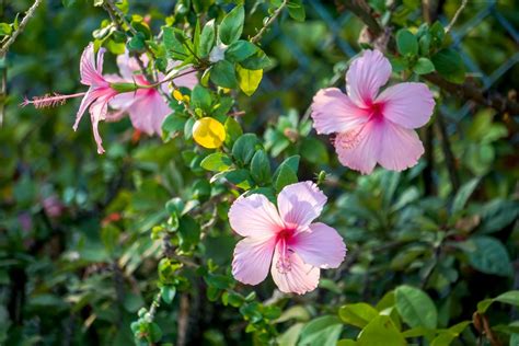 Exotic Hibiscus Bush