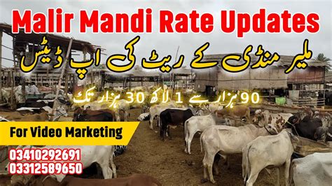 Malir Mandi Rate Updates Friday May Cattle Market Update