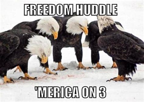 Funniest Bald Eagle Meme Compilationamerica国际蛋蛋赞