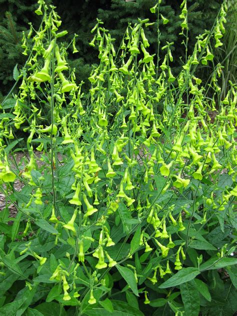 Rotary Botanical Gardens - Hort Blog: Nifty Nicotiana