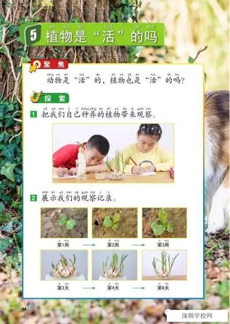 《5植物是“活”的吗》教科版小学一年级科学上册2017年审定课本教科版小学课本