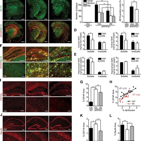 SS treatment alleviates Aβ levels and amyloid plaque burden reduces