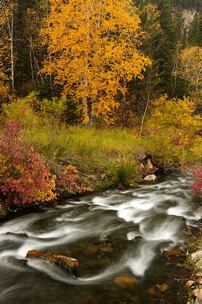 Black Hills Fall Stock Photos Pictures And Royalty Free Images Istock