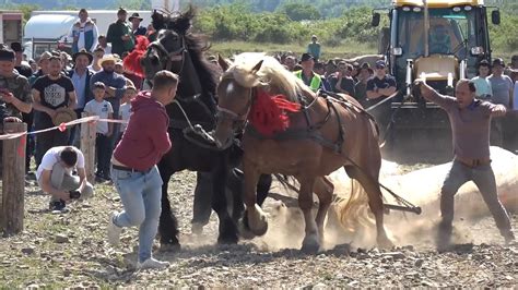 Concurs Cu Cai De Tractiune Proba De Dublu Marginea Bucovina 4 Iunie