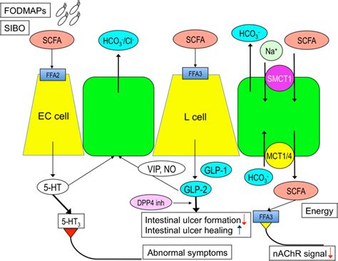 roles  luminal scfas   duodenum luminal scfas release