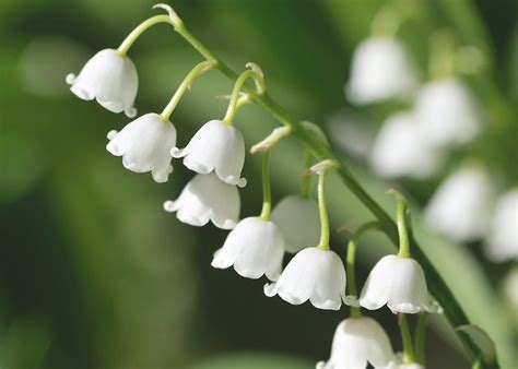 convallaria keiskei