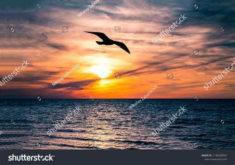 Sunset seagull silhouette on sunset water sky horizon landscape. Sunset ...