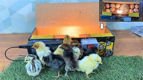 Easiest Idea To Hatch Chicks In Cardboard Box At Home Egg Incubator