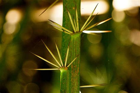 Sacred Sacrifice Background Images, HD Pictures and Wallpaper For Free Download | Pngtree