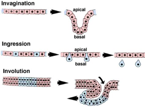 Notes On General Embryology Gastrulation Week Of Development