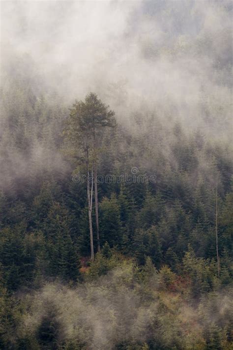 Foggy mountain forest stock photo. Image of forest, mountain - 106044222