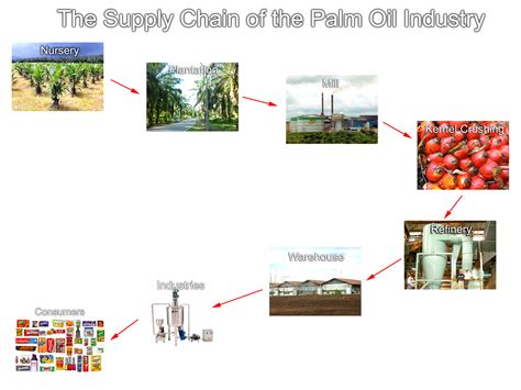 The Supply Chain of the Palm Oil Industry