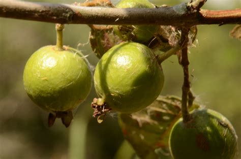 Myrtaceae Psidium guineense Sw Araçá do mato Roberto Guerra Flickr